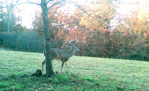 Tbd Foxtail Trl, Louisburg, MO, 65685 | Card Image