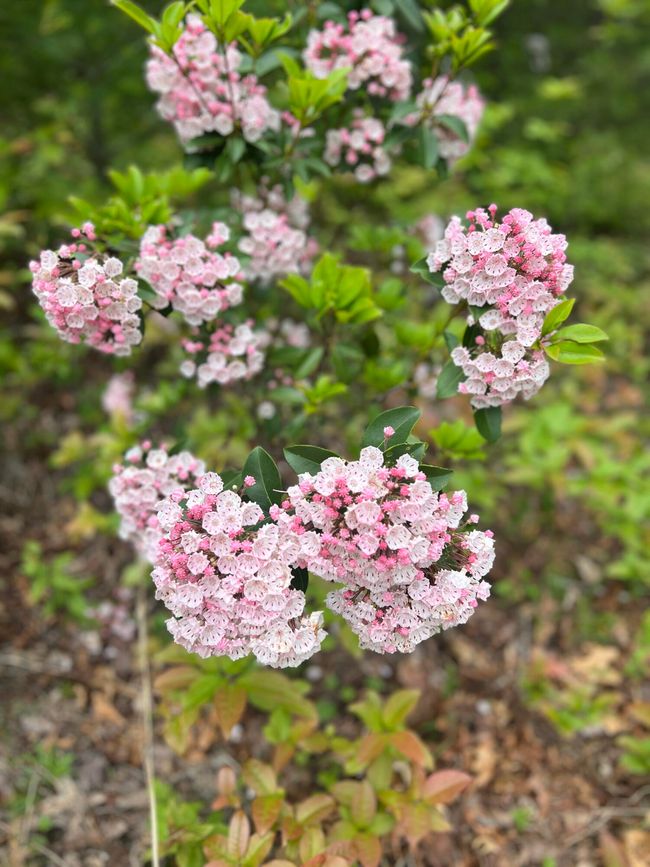 Tolley pic 37 | Image 31