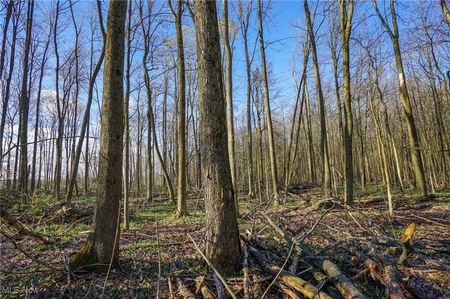 View of landscape featuring a view of trees | Image 34