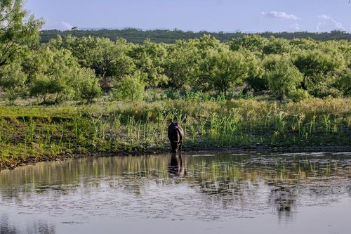 CR 4131 County Road 4131, Eden, TX, 76837 | Card Image
