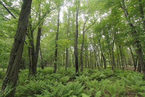 Lot 1 CSM 2309 Deer Run, PACKWAUKEE, WI, 53949-0000 | Card Image