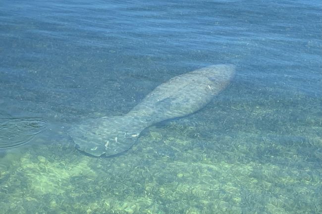 Manatees in the Back Yard | Image 6