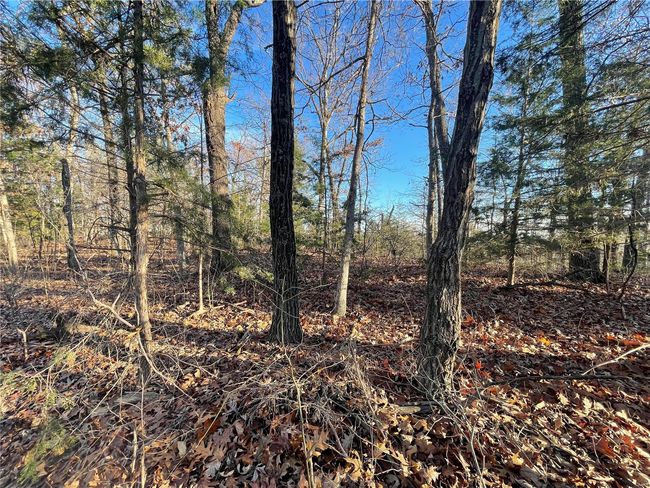 View of local wilderness | Image 4