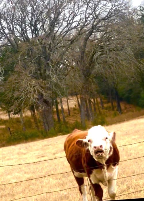 14494 County Road 343, Terrell, TX, 75161-0812 | Card Image