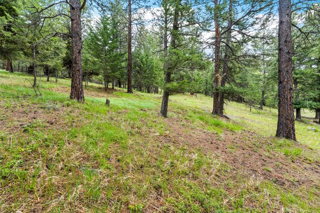 Mature trees and scenic woodland character | Image 50