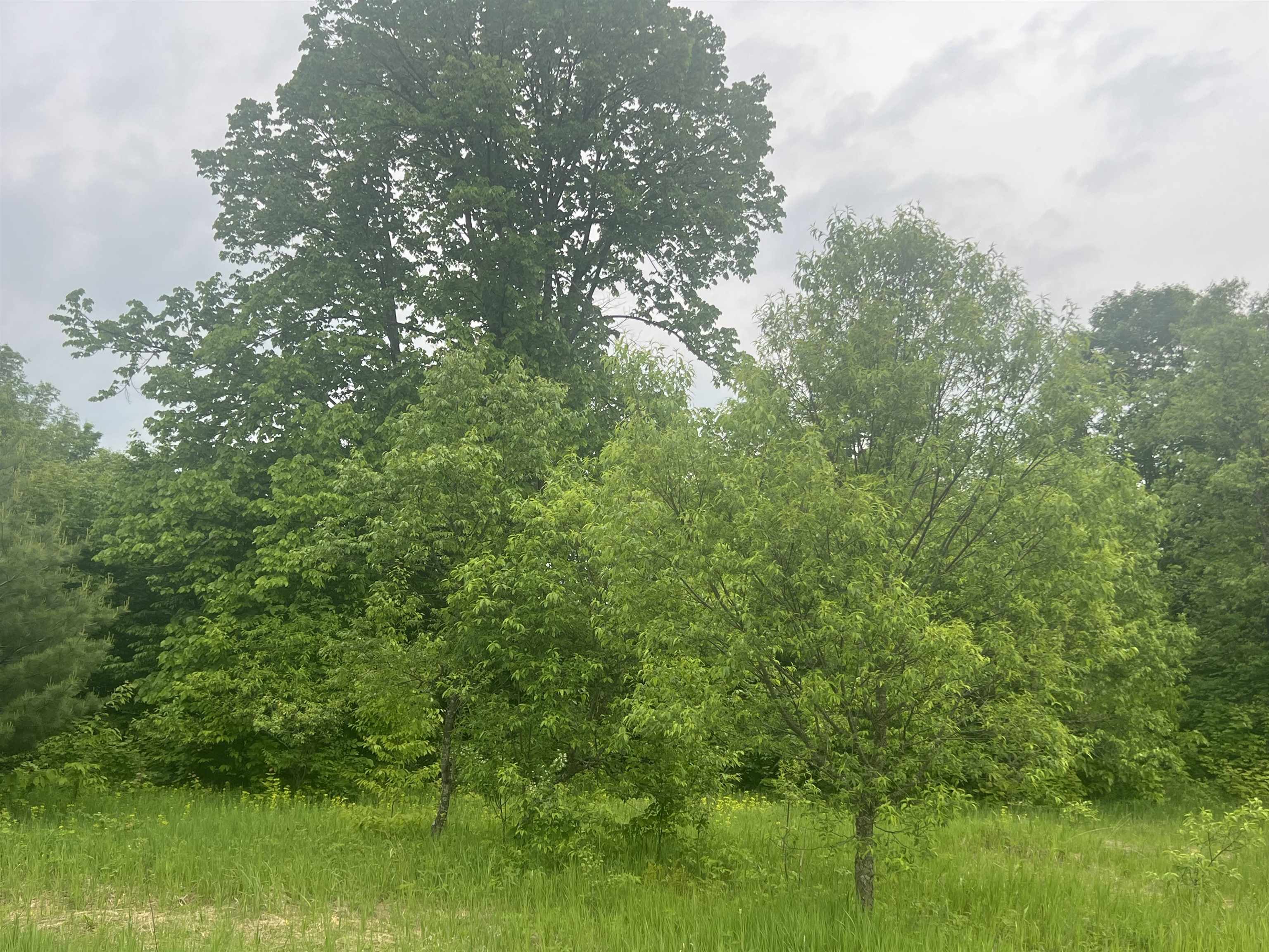 Land in Coldsprings Township 5