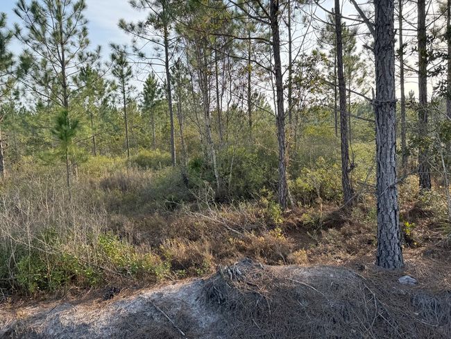 1139 Henry Walcott Rd Nw, Home with 0 bedrooms, 0 bathrooms and null parking in Ludowici GA | Image 9