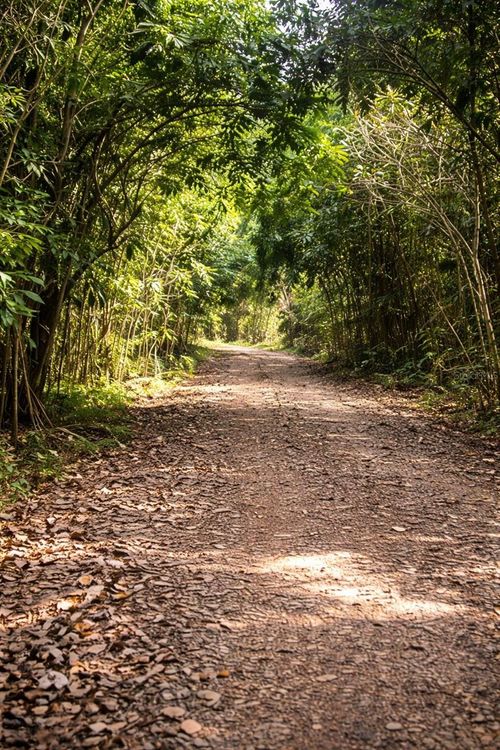 Solar 36 Bo Fronton, Ciales, PR, 00638 | Card Image