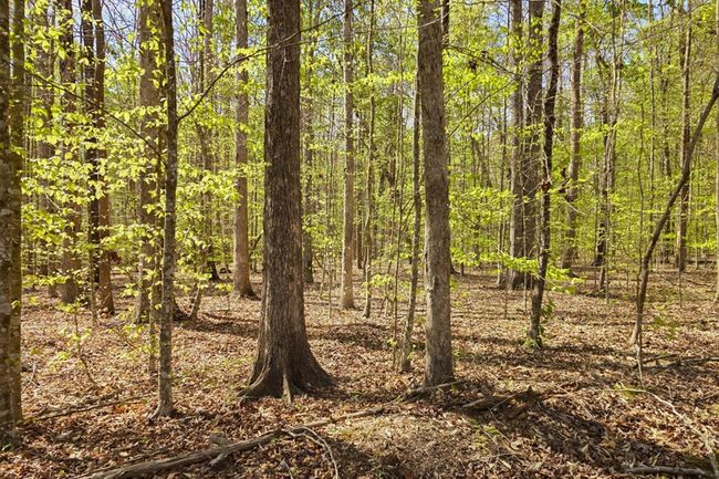 00 Cohutta Beaverdale Rd, Home with 0 bedrooms, 0 bathrooms and null parking in Cohutta GA | Image 15