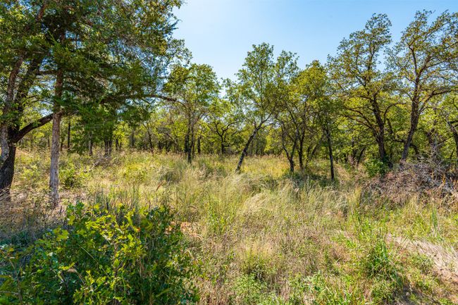 View of tree filled area | Image 37