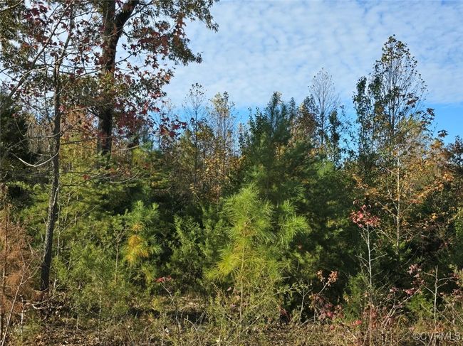 View of local wilderness | Image 5