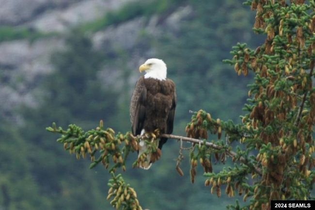LOT17-BLK-B-EXCURSION-I - 17 Excursion Inlet, Home with 0 bedrooms, 0 bathrooms and null parking in Excursion Inlet AK | Image 8