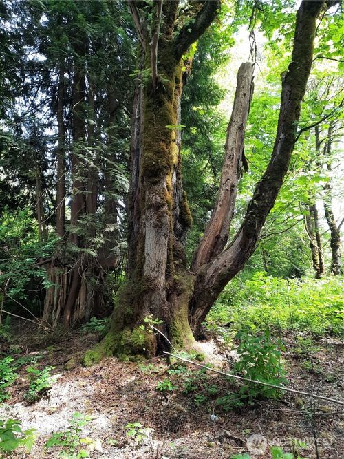 0 Center St, Concrete, WA, 98237 | Card Image