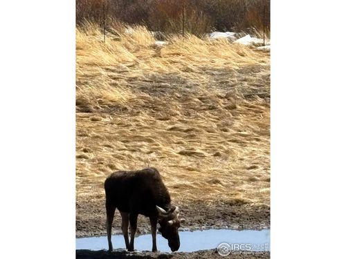 33-1565 State Highway 66, Estes Park, CO, 80517-8302 | Card Image