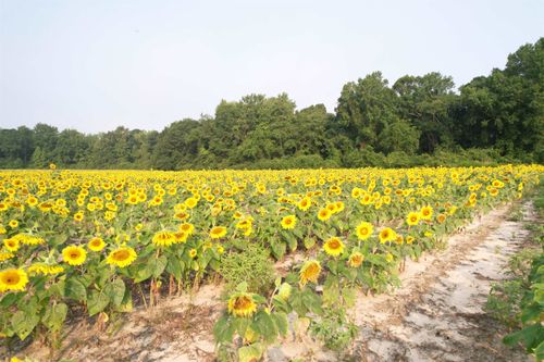 17.74 Acres - S Deerfield Rd., Johnsonville, SC, 29555 | Card Image