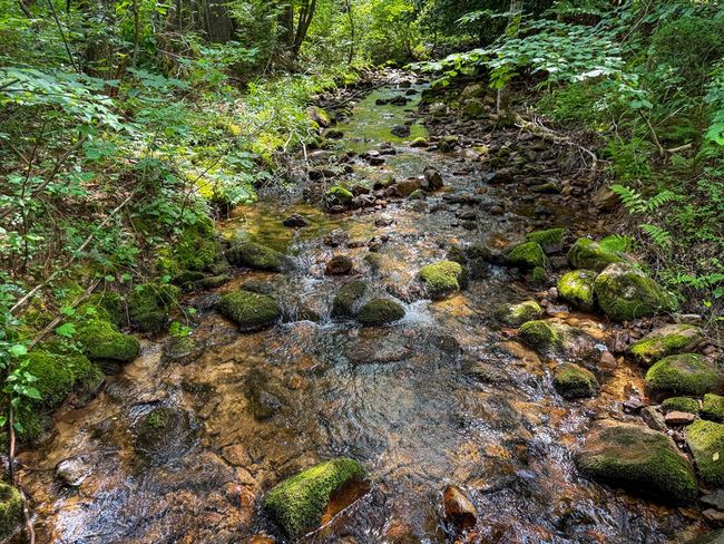2486 Laurel Fork Rd, Home with 0 bedrooms, 0 bathrooms and null parking in Rocky Gap VA | Image 28
