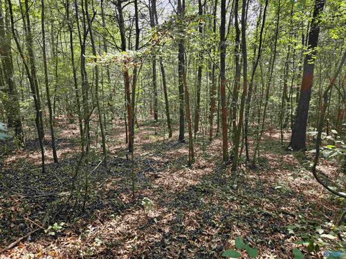 18 ac Pleasant Valley Rd, Gallant, AL, 35972 | Card Image