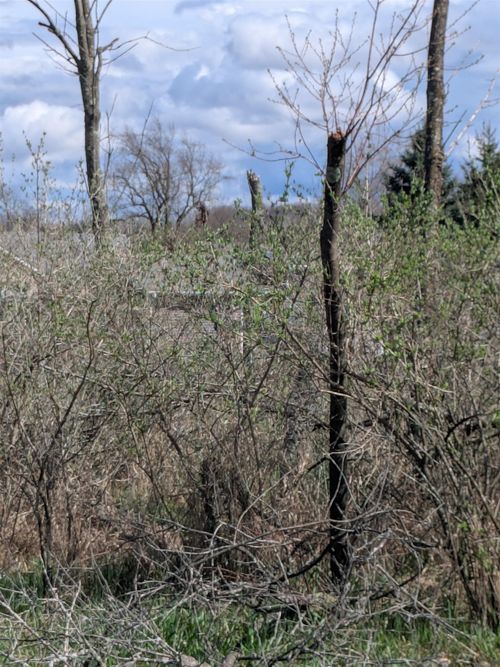 1009 Kent St, Weidman, MI, 48893-9363 | Card Image