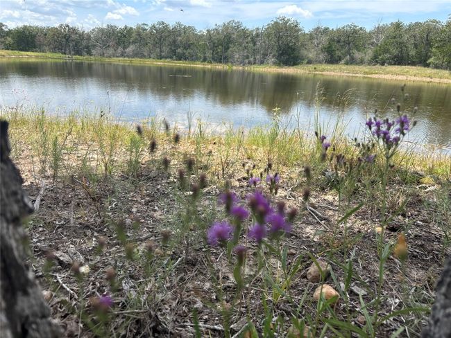 wildflowers and lake | Image 5