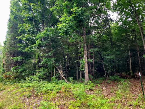 Lot 1 Tate Rd, Ridgedale, MO, 65739 | Card Image