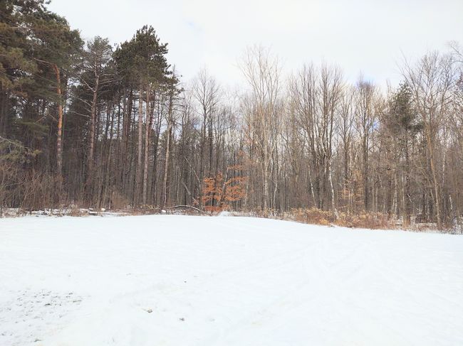 Back yard | Image 5