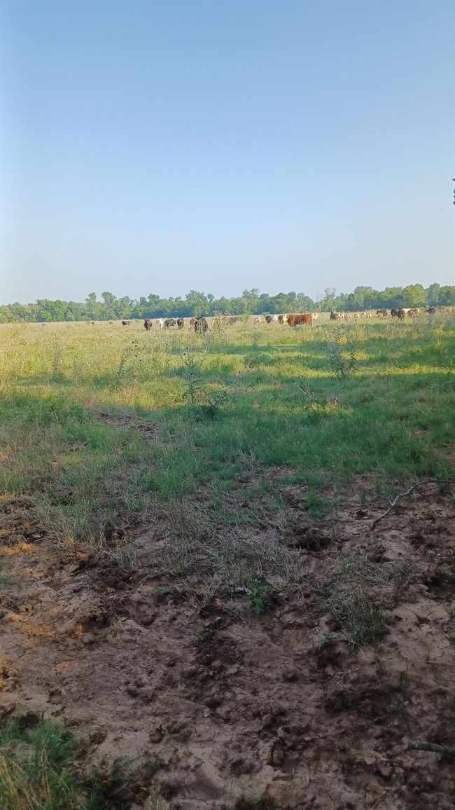 1479 Holman Rd, Home with 0 bedrooms, 0 bathrooms and null parking in Burkburnett TX | Image 19
