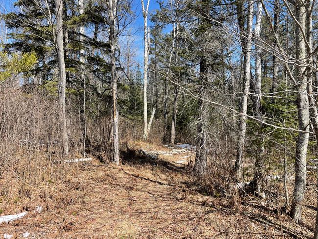 Needleleaf Lot 6 | Image 7