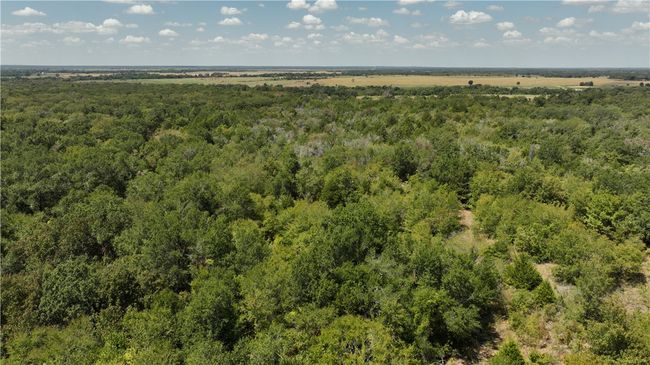 Aerial view of a forest | Image 9