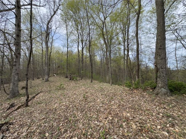 View of local wilderness with a view of trees | Image 43