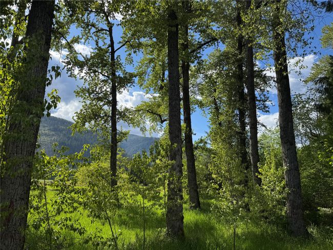 Forest | Image 50