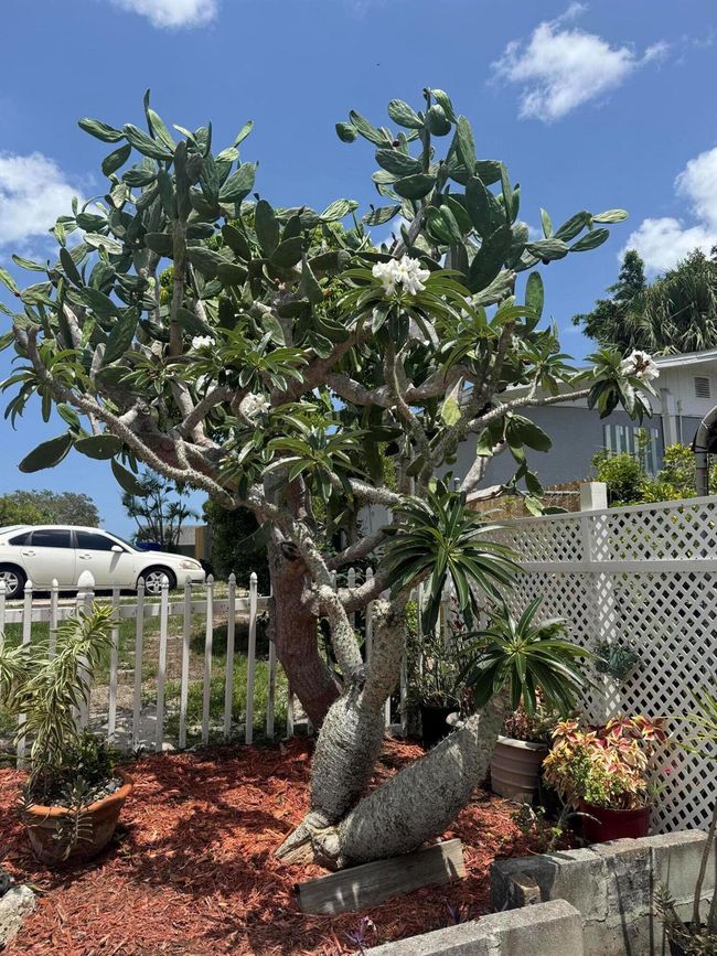 609 4 Th Pl Sw, House other with 2 bedrooms, 1 bathrooms and null parking in Vero Beach FL | Image 8