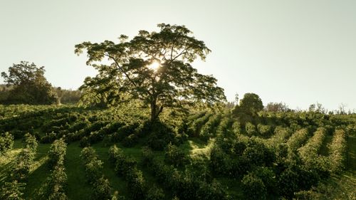 87-2854 Hawaii Belt Rd, CAPTAIN COOK, HI, 96704-8423 | Card Image