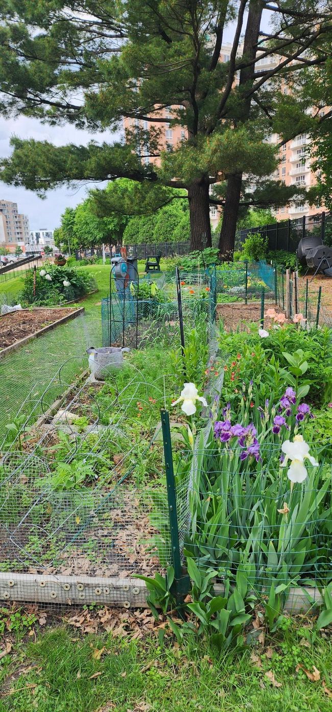 Residents' garden plots | Image 37