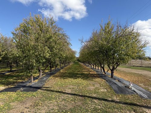 13571 Wimer, Farmington, CA, 95326 | Card Image