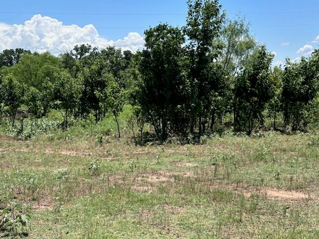 View of local wilderness | Image 14