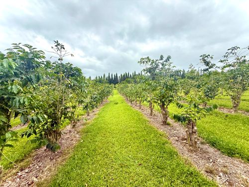 96-1970 Kumupea Rd, PAHALA, HI, 96777 | Card Image