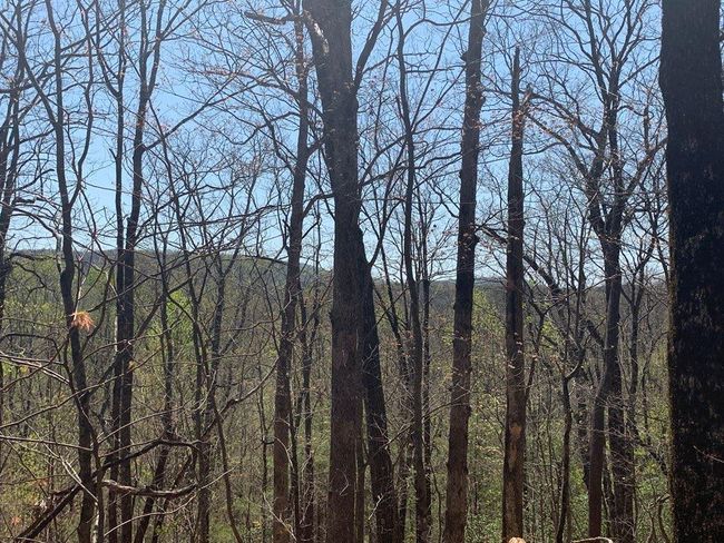 91 - 43 Old Burnt Mountain Rd, Home with 0 bedrooms, 0 bathrooms and null parking in Ellijay GA | Image 22