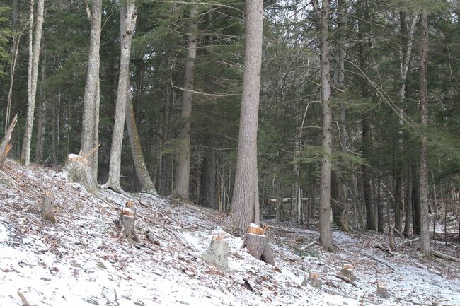 LOT-17 - 000 Wetherbee Farm Rd, Home with 0 bedrooms, 0 bathrooms and null parking in Lisbon NH | Image 12