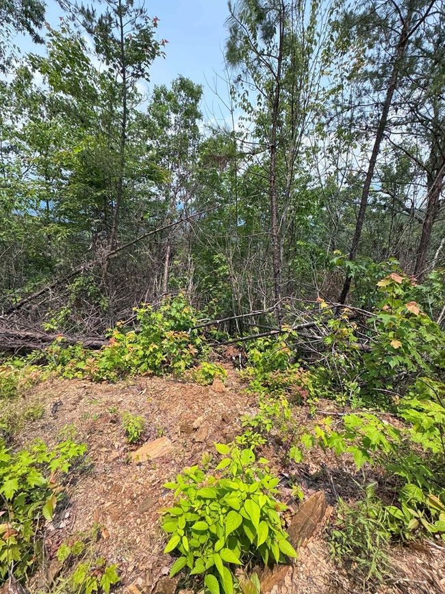 88 acres Bolden Branch Rd, Home with 0 bedrooms, 0 bathrooms and null parking in Andrews NC | Image 28