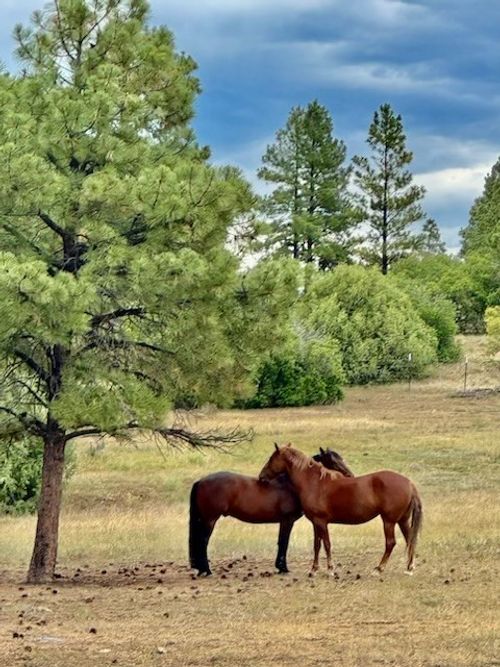 5 Bear Run, Chama, NM, 87520 | Card Image