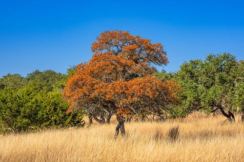 18-18 Legacy Oaks Dr, Harper, TX, 78631 | Card Image