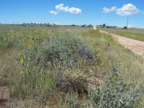 0 Galloway/Belgian Avenue, Moriarty, NM, 87035 | Card Image
