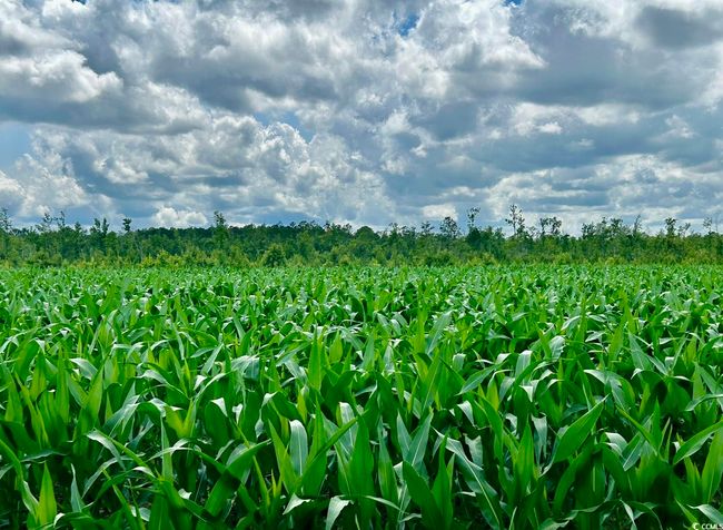View of local wilderness featuring extensive farmland and rural landscape | Image 18