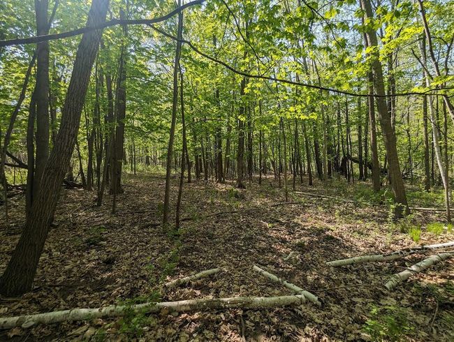 Woods | Image 14