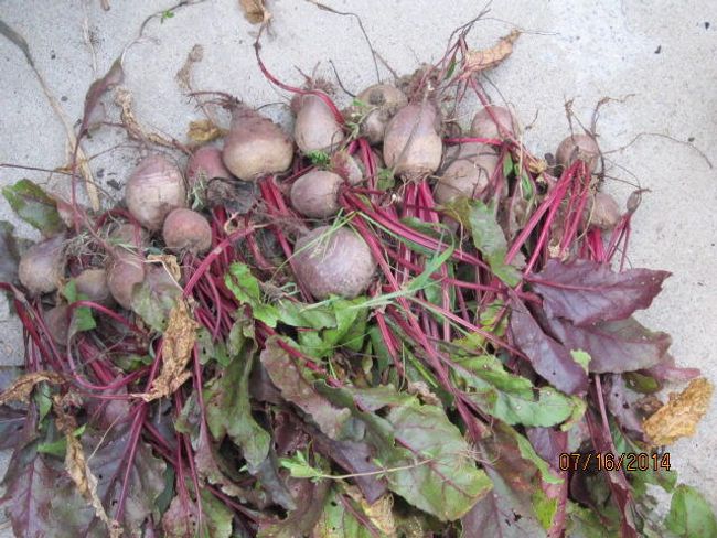 Beets were grown here! | Image 57
