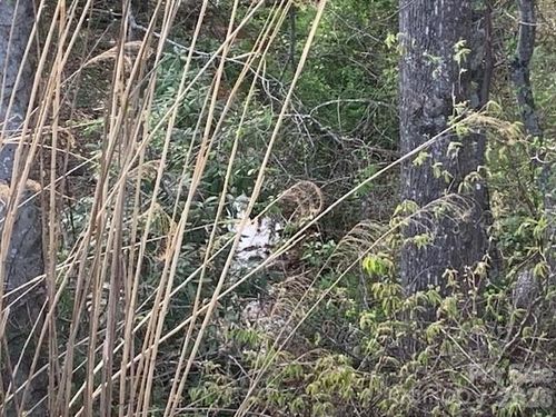 2-1.0AC Holbert Cove Road, Saluda, NC, 28773 | Card Image