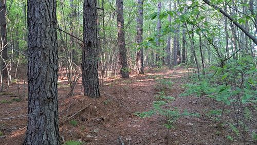 Lot 21 Timber Valley Trail (Pca), Rockwood, TN, 37854 | Card Image