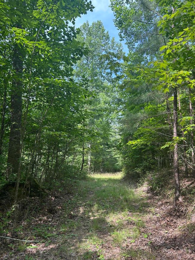 Path cut through the lot side to side/ about halfway back! | Image 4