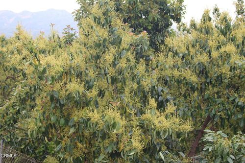 0 Camulos St, Piru, CA, 93040-8001 | Card Image