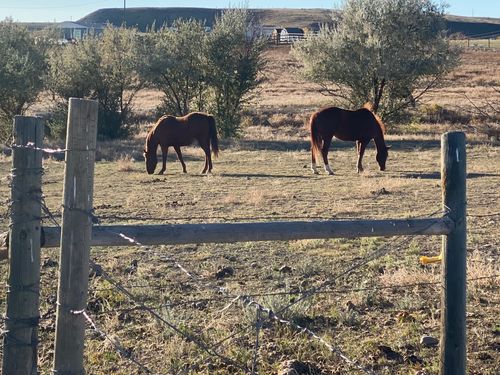 TBD Appaloosa Ln, Vaughn, MT, 59487 | Card Image